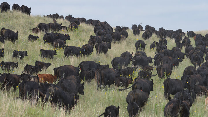 Dozens of cows stand in a field in the Sandhills.