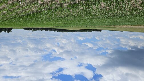 Picture of a corn field in early spring