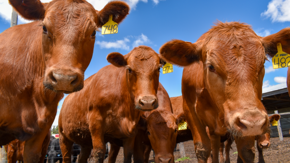 Great Plains Heifer Development Program